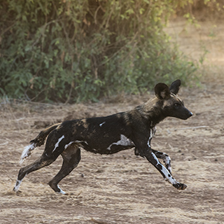 Samburu - Running wild dog